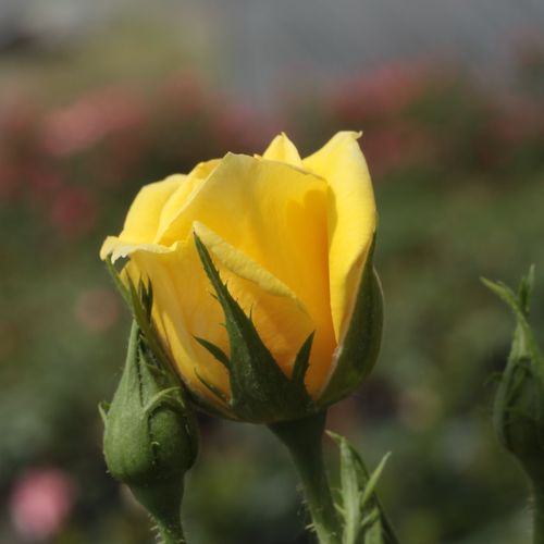 Rosen Online Shop - Rosa Gold Pin™ - gelb - zwergrosen - diskret duftend - Mattock, John - Grelle, gruppenweise üppig blühende Rose, geeignet als Randdekoration, vor große Pflanzen gesetzt attraktiv.
